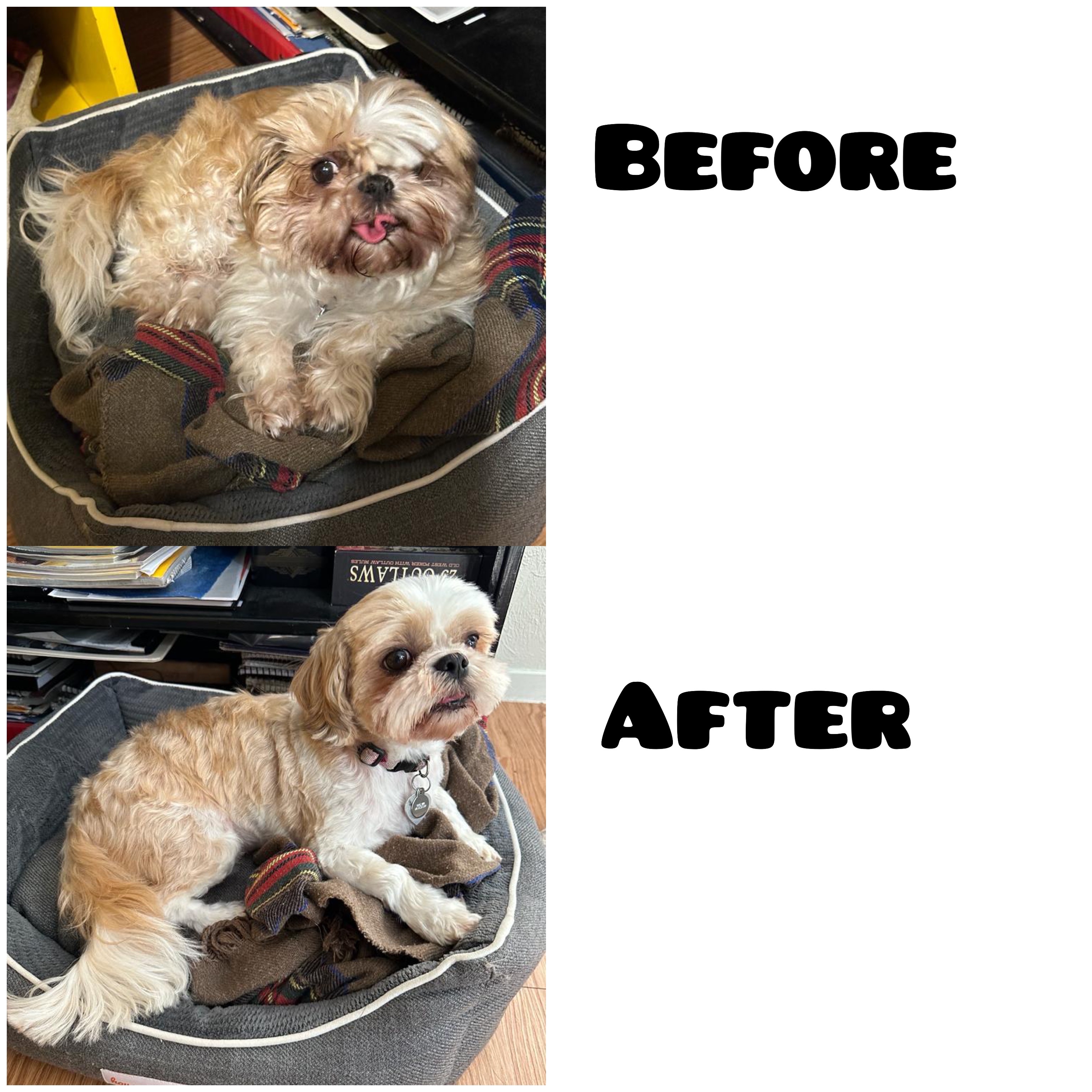 Dayzee before and after haircut